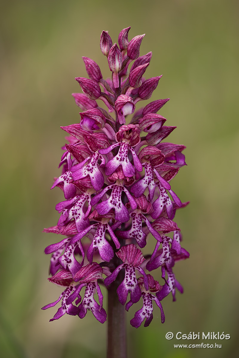 Orchis_x_hybrida_06.jpg - Orchis x hybrida - Hibrid kosbor (O. militaris x purpurea) 2020. 04. 29. Visegrádii-hg.