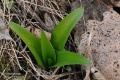 Orchis_mascula_subsp_signifera_08