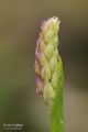 Orchis_mascula_subsp_signifera_11
