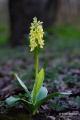 Orchis_pallens_01