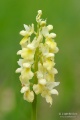 Orchis_pallens_02