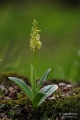 Orchis_pallens_03