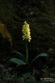 Orchis_pallens_05