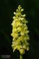 Orchis_pallens_06