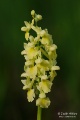 Orchis_pallens_16