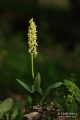Orchis_pallens_17