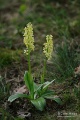 Orchis_pallens_18