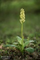 Orchis_pallens_20