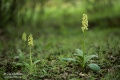Orchis_pallens_21