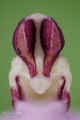 Orchis_purpurea_gyn1