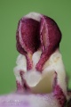 Orchis_purpurea_gyn2