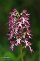 Orchis_x_angusticruris_03