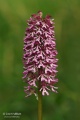 Orchis_x_angusticruris_04